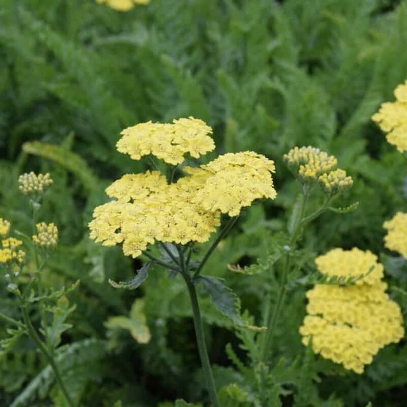 Achillea 'Taygetea' ---